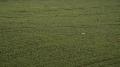 Fallow Deer (Dama dama) in a field. Stock Footage 122499851