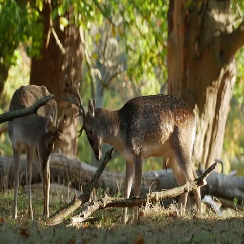 Fallow Deer (Dama dama) fighting sparring battling Stock Footage 69396663