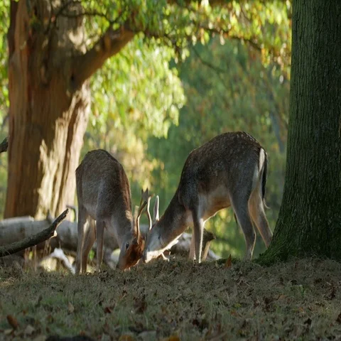 Fallow Deer (Dama dama) fighting sparring battling 库存影片 69400616