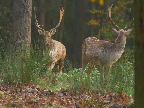 Fallow deer (Dama dama) fighting Video stock 81508974