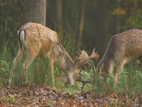 Fallow deer (Dama dama) fighting Stock Footage 81509843