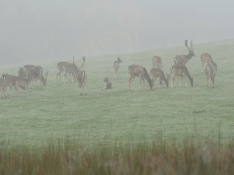 Fallow deer (Dama dama) in fog Stock-Footage 81513398