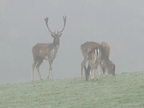 Fallow deer (Dama dama) in fog Stock Footage 81513468