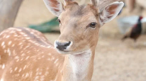 Fallow deer (Dama dama) Stockbeeldmateriaal 25441092