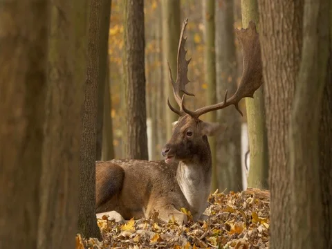 Fallow deer (Dama dama) Stock Footage 81194110