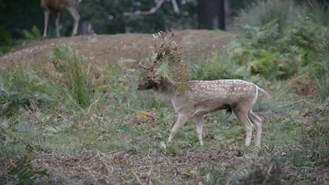 Fallow Deer, Dama dama Stock-Footage 139922589