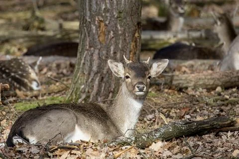 Fallow deer (Dama dama) in the forest Stock Photos