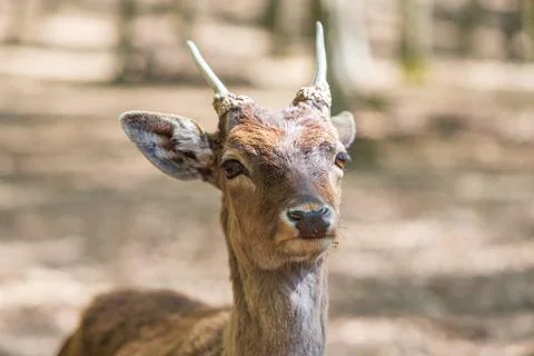 Fallow Deer - Dama dama goes among the trees. Wild photo of nature. Foto stock