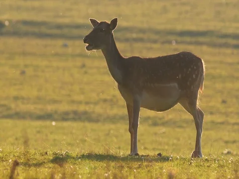 Fallow deer (Dama dama) in golden backlight Stock-Footage 81512882