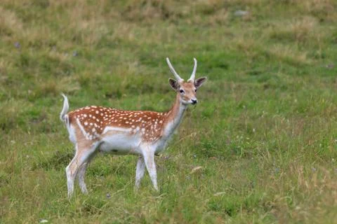 Fallow deer (Dama dama) in grass. Parc de Merlet, France Fotos de archivo