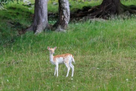 Fallow deer (Dama dama) in grass. Parc de Merlet, France Fotos Stock