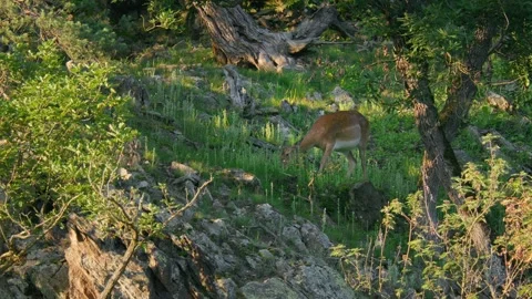 Fallow deer (Dama dama) grazing on a rocky hillside, bathed in sunlight Stock Footage 297393360