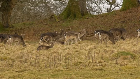 Fallow deer Dama dama herd of does resting and feeding as cross grassland Stock Footage 87092629