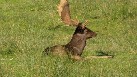 Fallow deer Dama dama leucanistic buck scents air whilst laying down Stock Footage 82660091