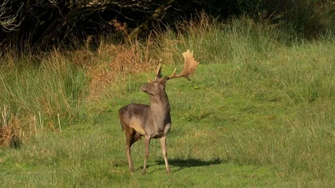 Fallow deer Dama dama melanistic buck checking for airborne scent Stock Footage 82659959