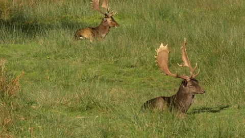 Fallow deer Dama dama Melanistic bucks resting and cudding amongst rushes Video stock 82660061
