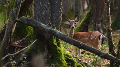 Fallow deer (Dama dama) in oak forest Stock Footage 302732351
