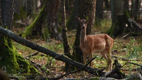 Fallow deer (Dama dama) in oak forest Stock Footage 302733461