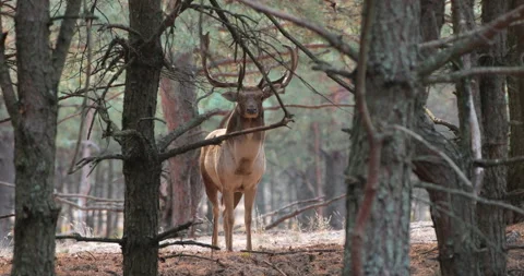 Fallow deer (Dama dama) in oak forest Stock Footage 302734018