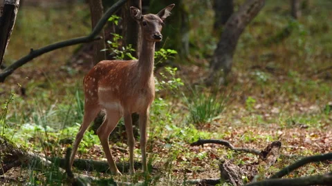 Fallow deer (Dama dama) in oak forest Stock Footage 302734044