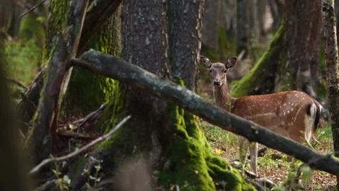 Fallow deer (Dama dama) in oak forest Stock Footage 302734497
