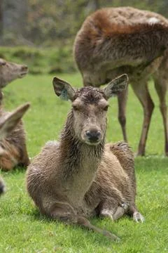 Fallow Deer - Dama dama Stock Photos