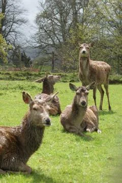 Fallow Deer - Dama dama Stock Photos