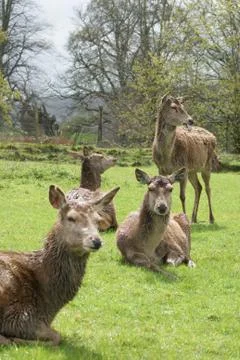 Fallow Deer - Dama dama Stock Photos