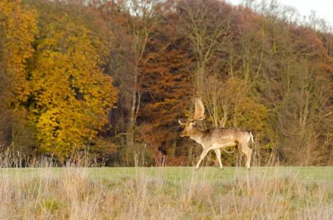 Fallow deer, Dama dama Stock Photos