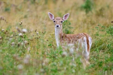 Fallow Deer, Dama dama Stock Photos