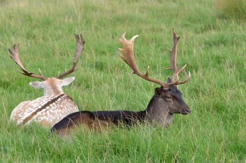 Fallow Deer, Dama dama Stock Photos