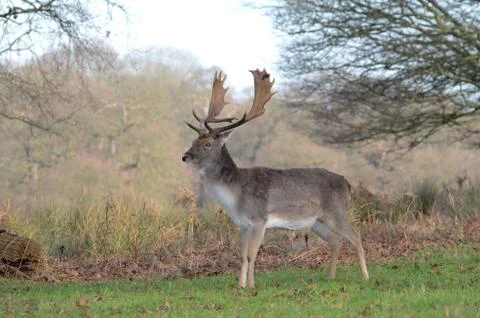 Fallow Deer, Dama dama Stock Photos