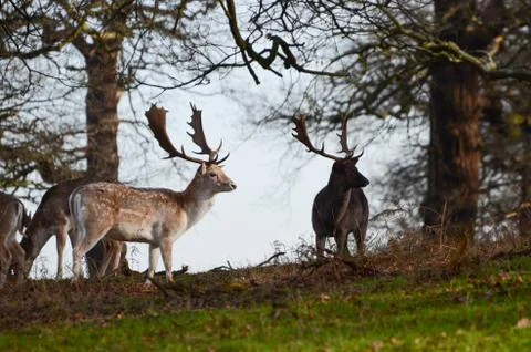 Fallow Deer, Dama dama Stock Photos