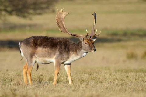 Fallow Deer, Dama dama Stock Photos