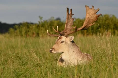 Fallow Deer, Dama dama Stock Photos