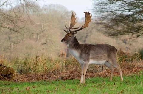 Fallow Deer, Dama dama Stock Photos