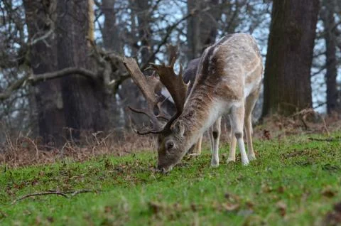 Fallow Deer, Dama dama Stock Photos