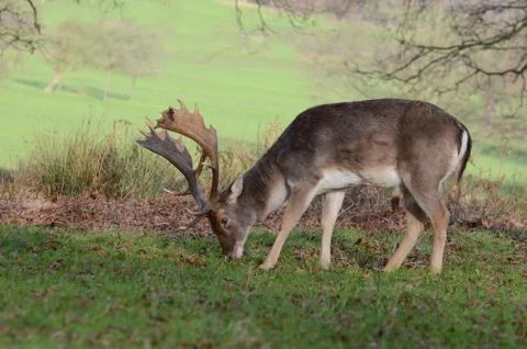 Fallow Deer, Dama dama Stock Photos