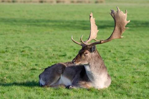 Fallow Deer, Dama dama Stock Photos