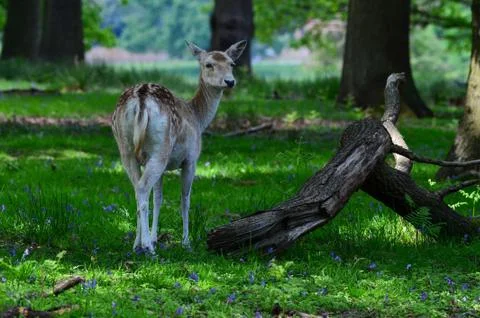 Fallow Deer, Dama dama Stock Photos