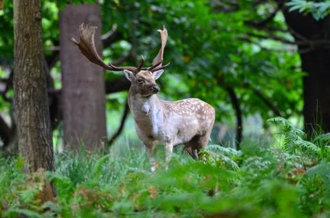 Fallow Deer, Dama dama Stock Photos