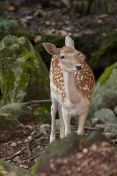 Fallow Deer (Dama Dama) Stock Photos
