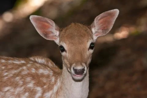 Fallow Deer (Dama Dama) Stock Photos