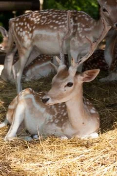 Fallow Deer (Dama Dama) Stock Photos