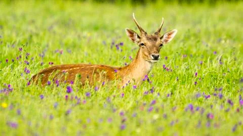 Fallow-deer dama dama Stock Photos