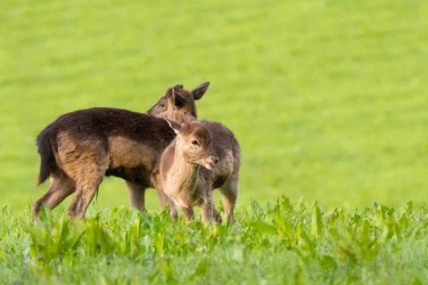 Fallow Deer - Dama dama Stock Photos
