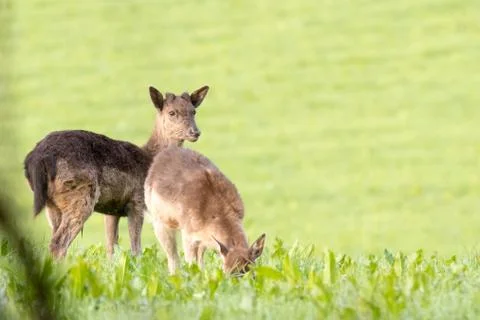 Fallow Deer - Dama dama Stock Photos