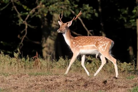 Fallow deer, Dama dama Foto stock
