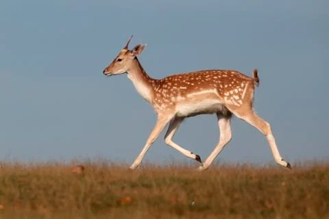 Fallow deer, Dama dama Stock Photos