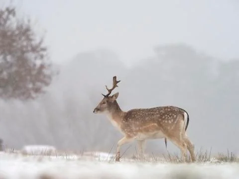 Fallow deer, Dama dama Stock Photos